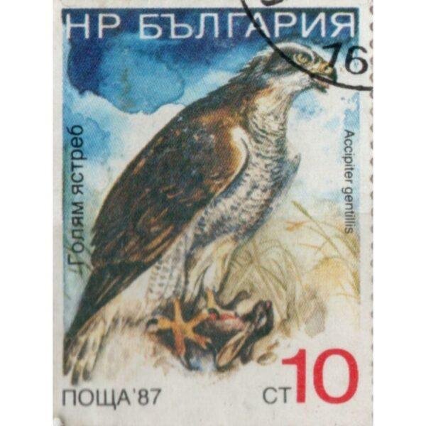 10 Accipiter Gentillis Used Stamp