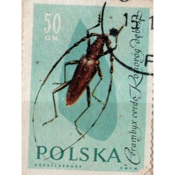 50 Polska Cerambyx Cerdo Roziorog Debosz Used Stamp