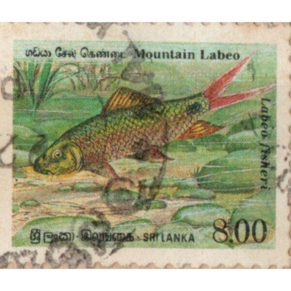 8 Sri Lanka Mountain Labeo Used Stamp