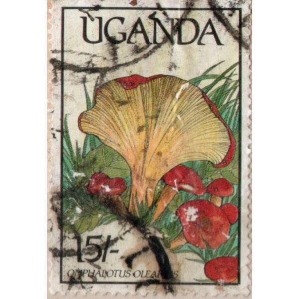 15 Uganda Omphalotus Olearius Used Stamp
