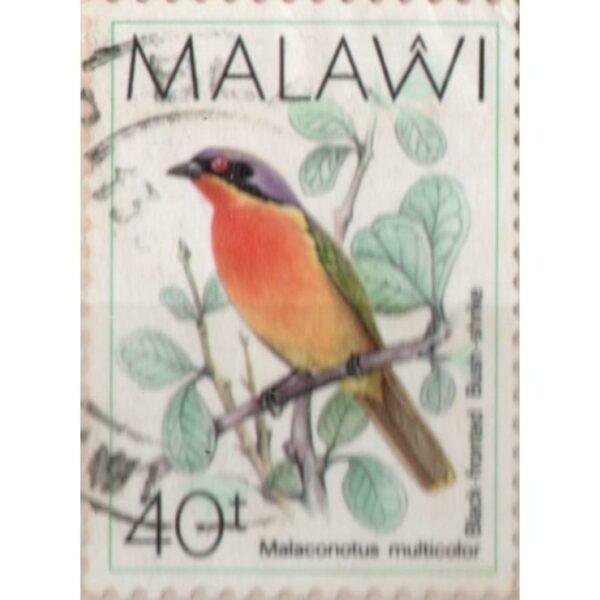 40 Malawi Malaconotus Multicolor Used Stamp