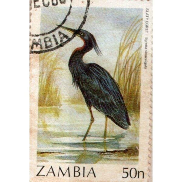 50 Zambia Slaty Egret Used Stamp